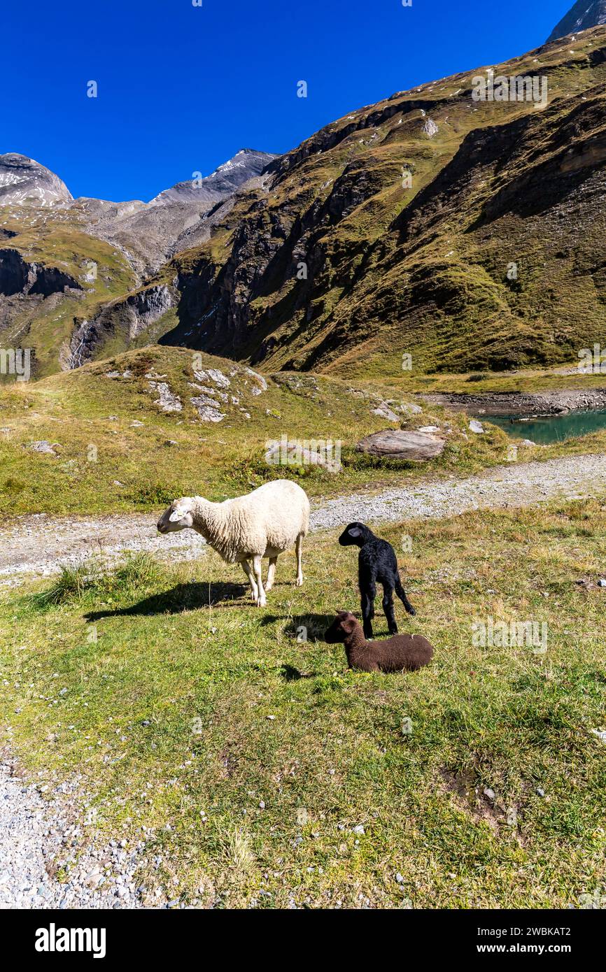 Brebis et deux agneaux, barrage au réservoir de Naßfeld, Schartenkopf 2857 m, route des hautes Alpes Grossglockner, parc national Hohe Tauern, Autriche, Europe Banque D'Images