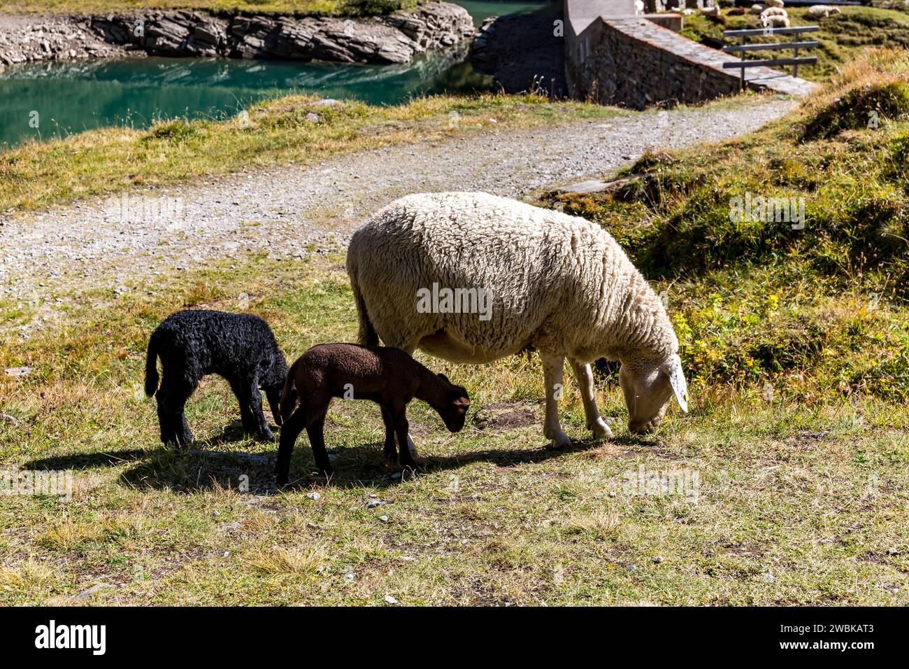 Brebis et deux agneaux, barrage au réservoir de Naßfeld, route des hautes Alpes de Grossglockner, parc national Hohe Tauern, Autriche, Europe Banque D'Images