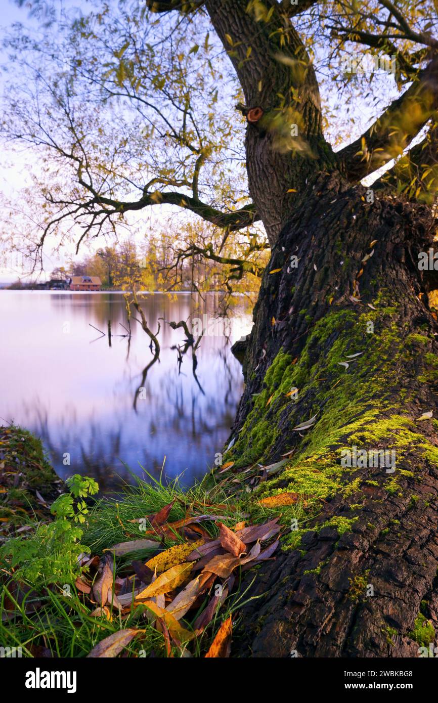 Arbre dans le jardin du château de Schwerin avec vue sur le lac intérieur de Schwerin, Mecklenburg-Vorpommern, Allemagne, Europe Banque D'Images