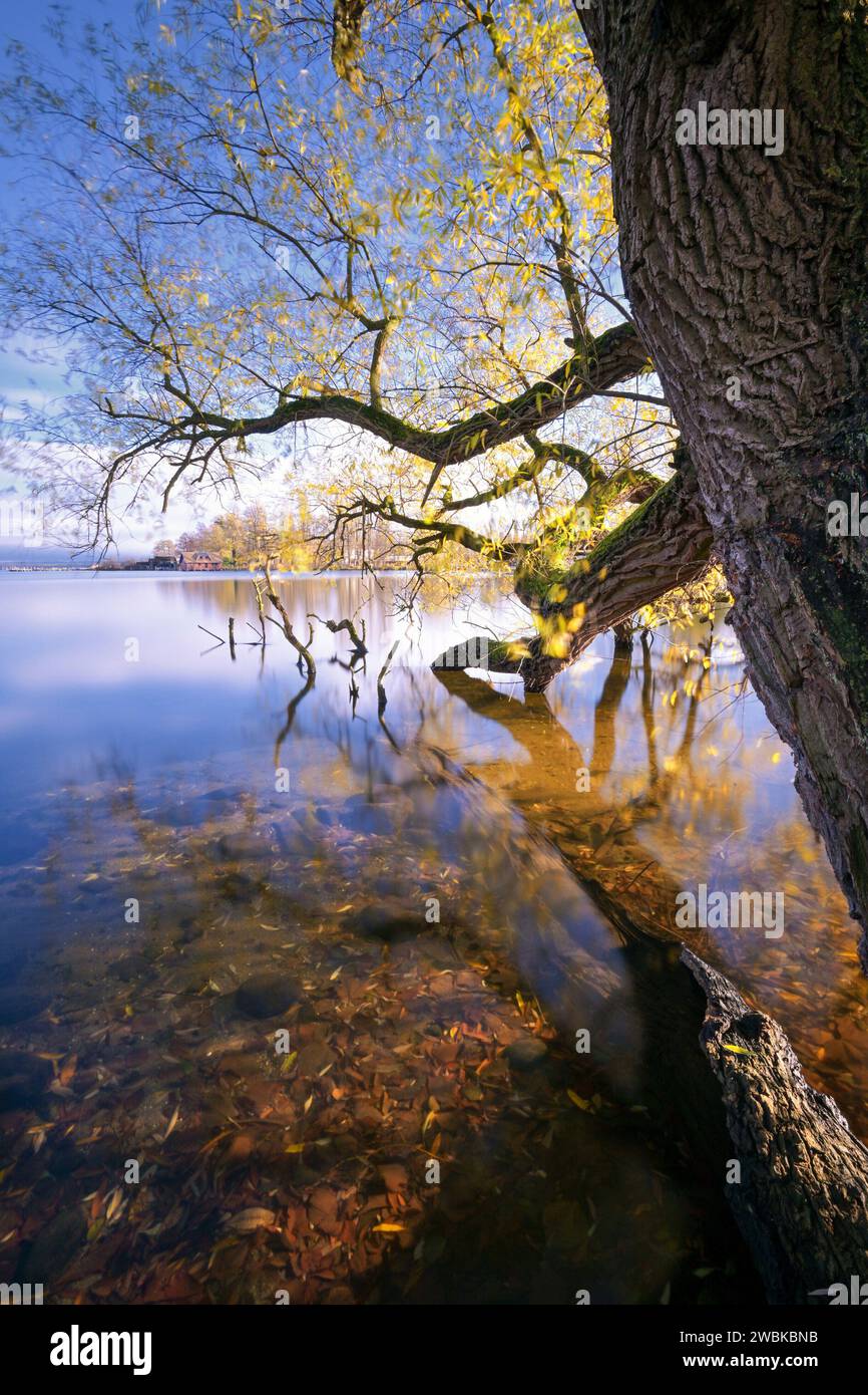 Arbre dans le jardin du château de Schwerin avec vue sur le lac intérieur de Schwerin, Mecklenburg-Vorpommern, Allemagne, Europe Banque D'Images