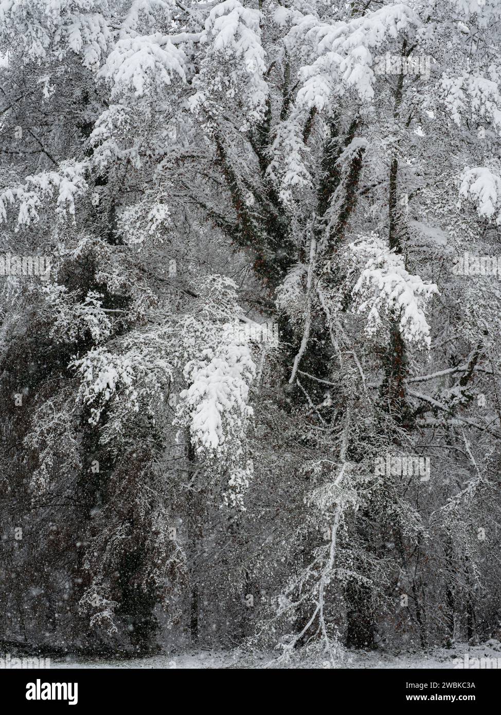 Paysage d'hiver dans une vague de neige Banque D'Images