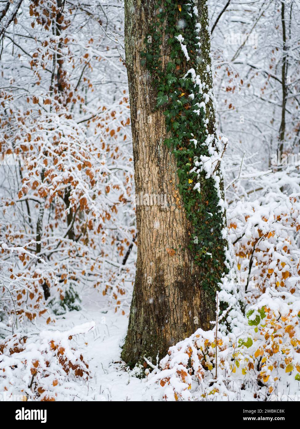 Paysage hivernal, forêt, détail avec tronc d'arbre couvert de lierre Banque D'Images