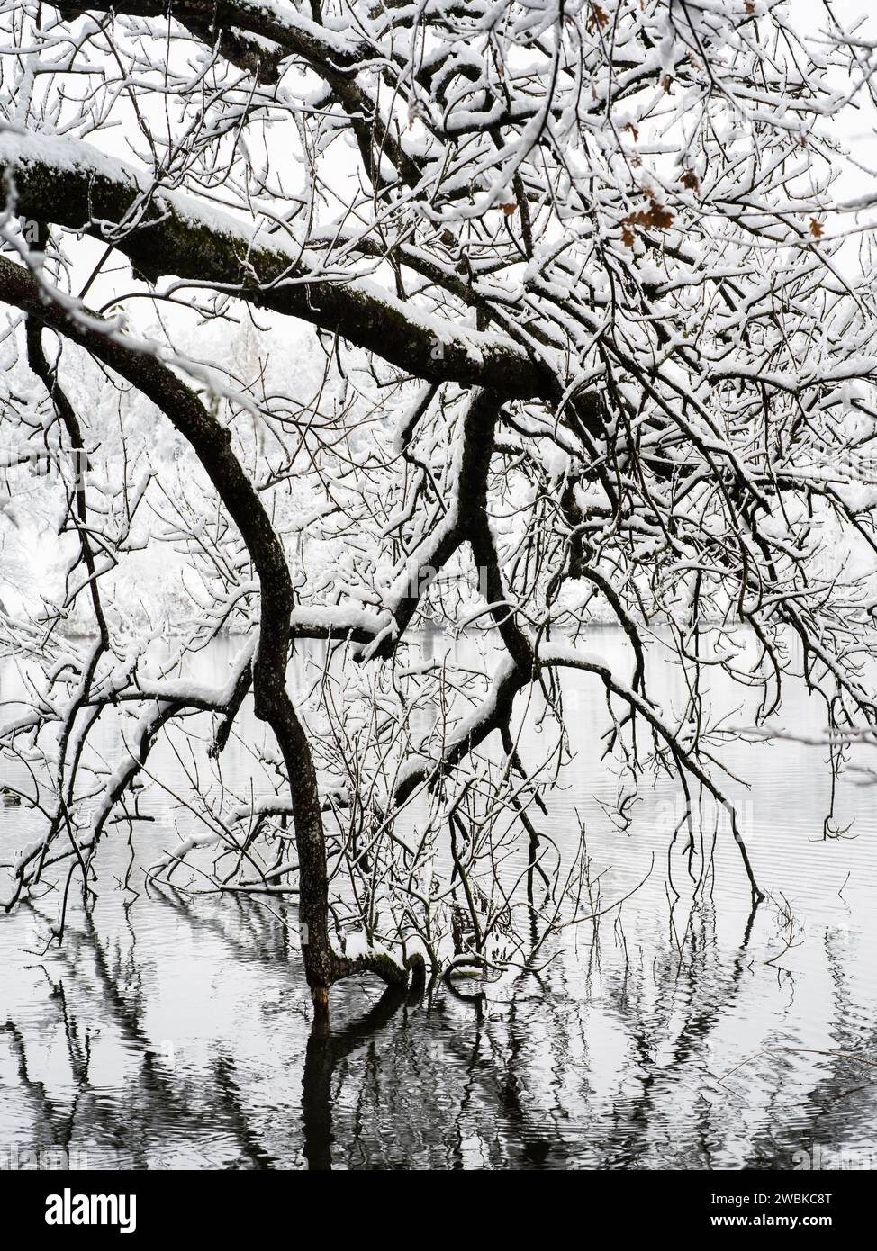 Paysage d'hiver avec arbre, reflet dans l'eau Banque D'Images
