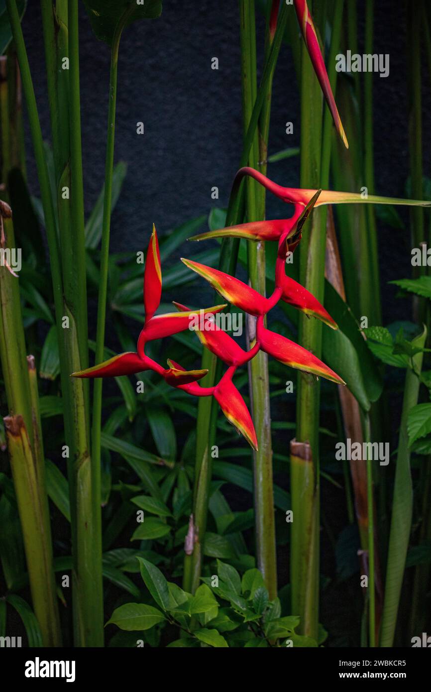 L'héliconia rouge fleurit sur fond vert à Ubud, Bali Banque D'Images L'héliconia rouge fleurit sur fond vert à Ubud, Bali Banque D'Images