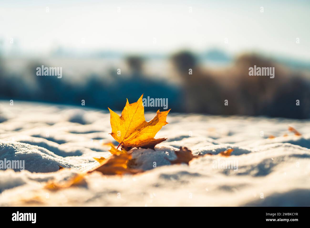 Neige fraîche un matin d'automne près de Kassel, l'érable a perdu ses feuilles encore jaunes pendant la nuit, gros plan avec fond flou, perspective près du sol Banque D'Images