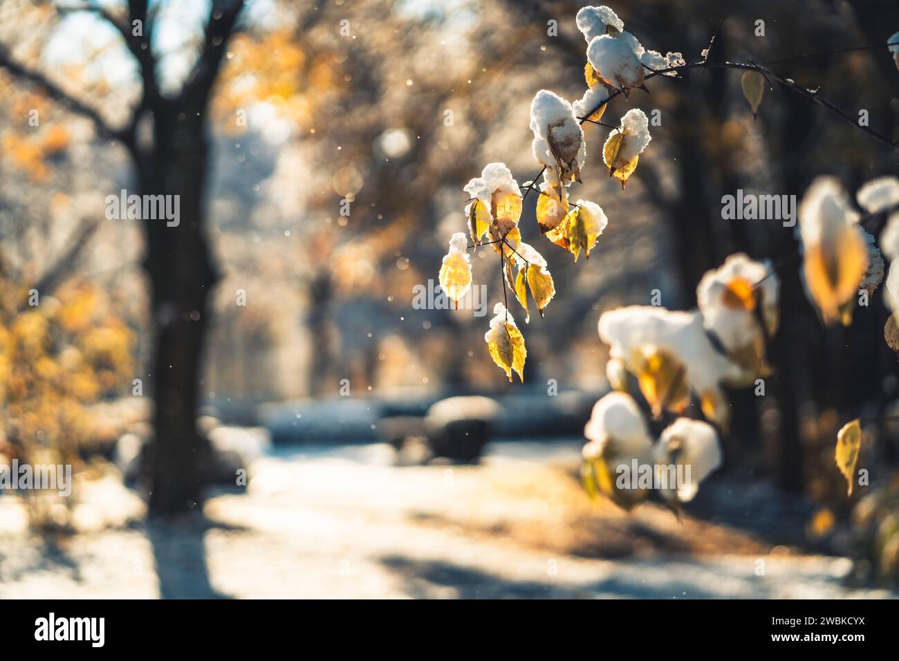 Par un matin froid et ensoleillé, la première neige repose sur une branche avec des feuilles de couleur jaune, fond flou Banque D'Images