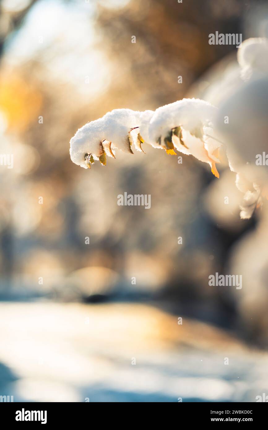 Par un matin froid et ensoleillé, la première neige repose sur une branche avec des feuilles de couleur jaune, fond flou Banque D'Images