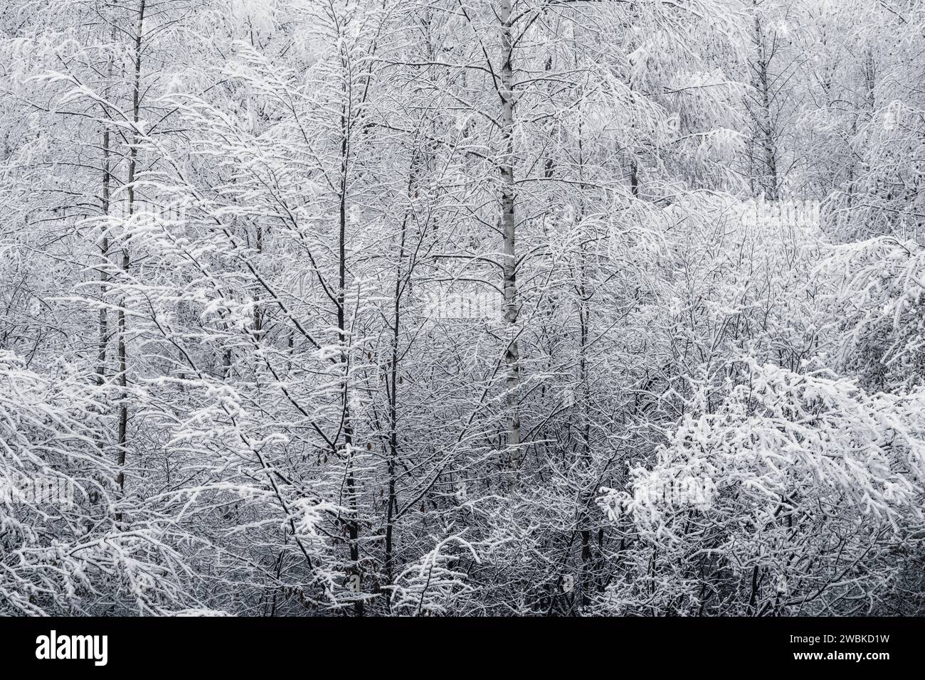 La première neige dans la forêt, des arbres et des branches étroits couverts de neige, paysage hivernal, couleurs fraîches Banque D'Images