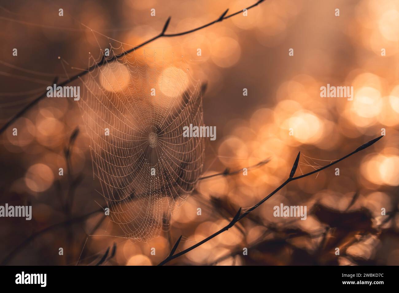 Une toile d'araignée dans une forêt d'automne, les feuilles couvertes de rosée reflétant la lumière du soleil Banque D'Images