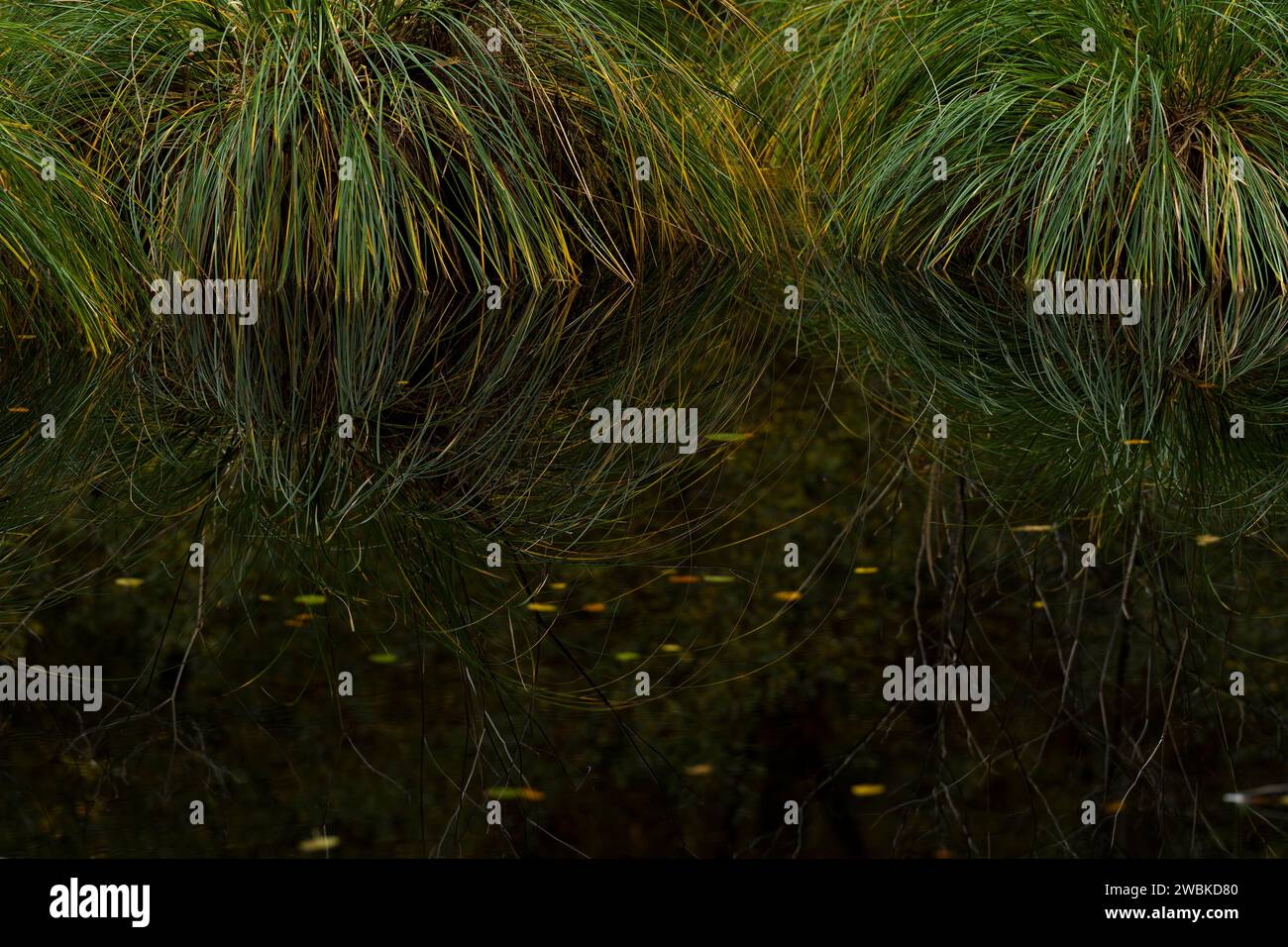 Monticule d'herbe dans un étang, Réserve naturelle de Moosbachtal, Parc naturel de la forêt du Palatinat, Réserve de biosphère de la forêt du Palatinat-Vosges du Nord, Allemagne, Rhénanie-Palatinat Banque D'Images