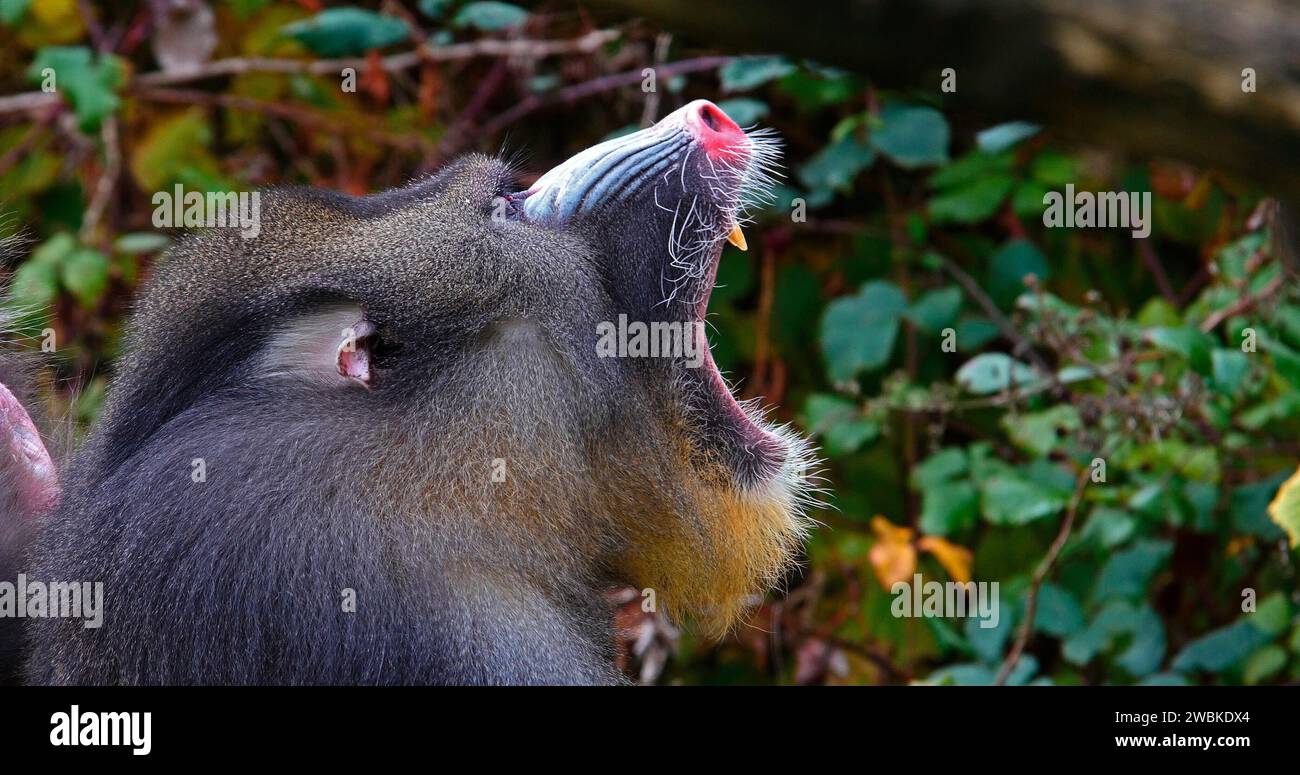 Mandrill, Mandrillus sphinx, Portrait de bâillements masculins Banque D'Images
