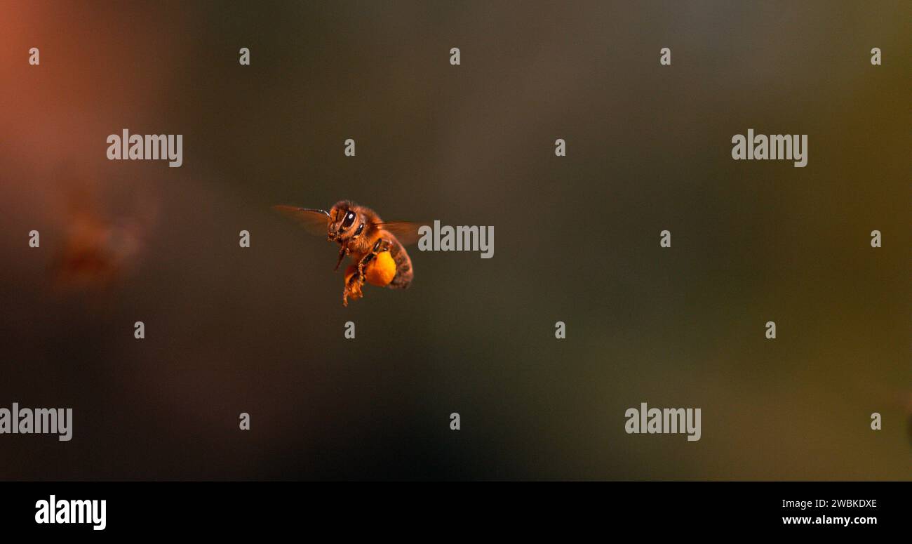 Abeille européenne, apis mellifera, abeille noire en vol, Retour à la ruche avec des boules chargées de pollen, Normandiy en France Banque D'Images