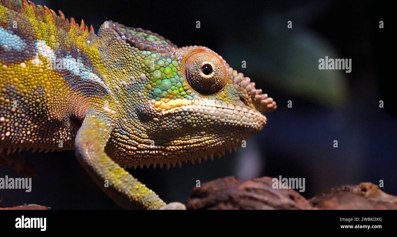 Panther Chaméléon, furcifer pardalis, adulte debout sur Branch, Madagascar Banque D'Images