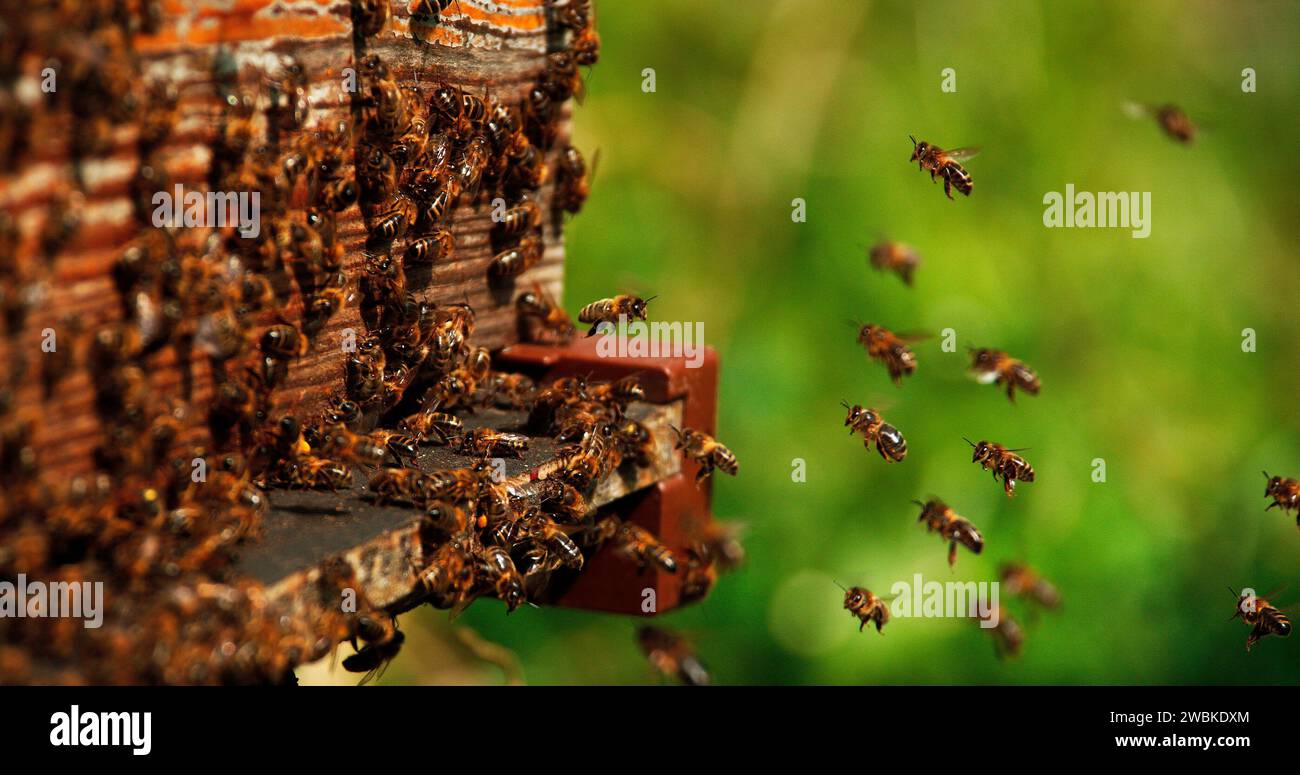 Abeille européenne, apis mellifera, abeilles allant à la ruche, insectes en vol, Retour de botte, ruche d'abeille en Normandie Banque D'Images