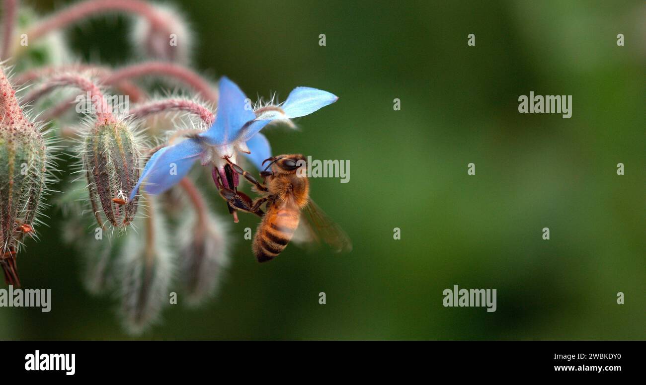 European Honey Bee, apis mellifera, Bee forgeant une fleur de bourrache, insecte en vol, Loi sur la pollinisation, Normandie, Banque D'Images
