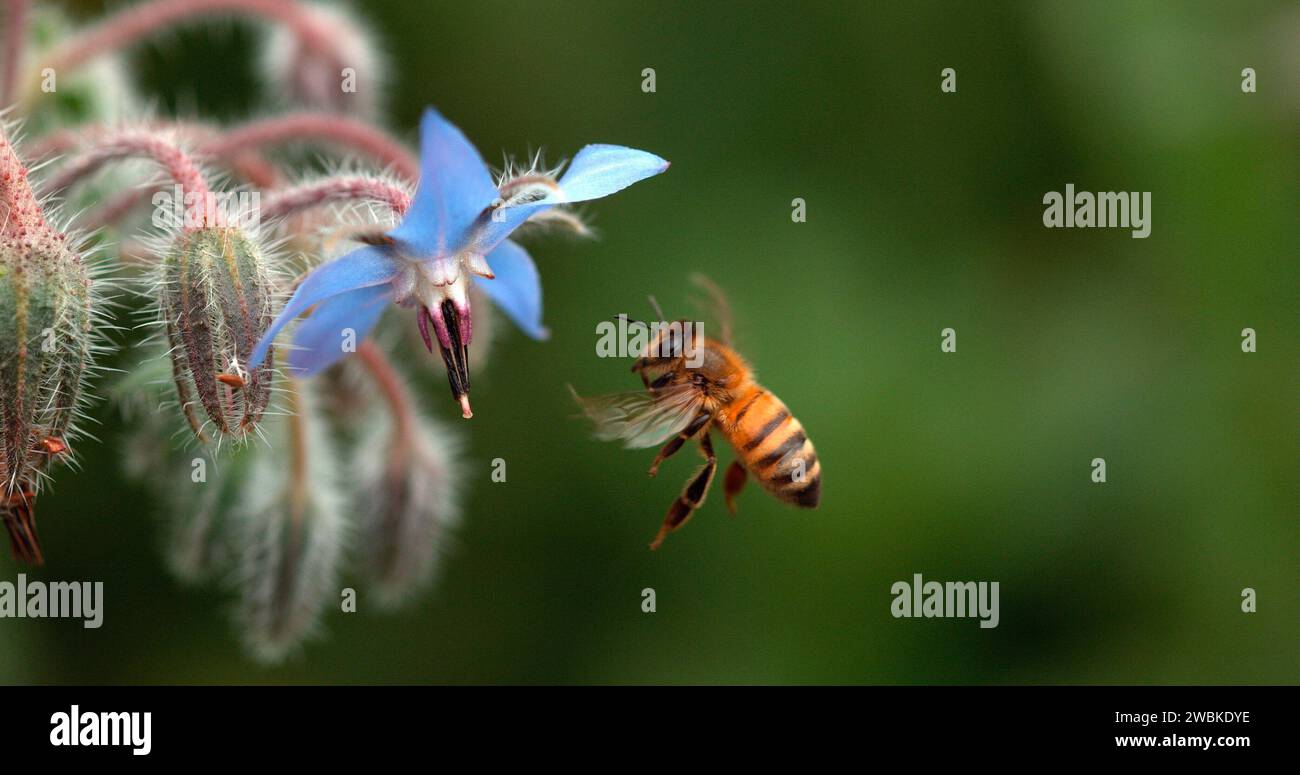 European Honey Bee, apis mellifera, Bee forgeant une fleur de bourrache, insecte en vol, Loi sur la pollinisation, Normandie, Banque D'Images