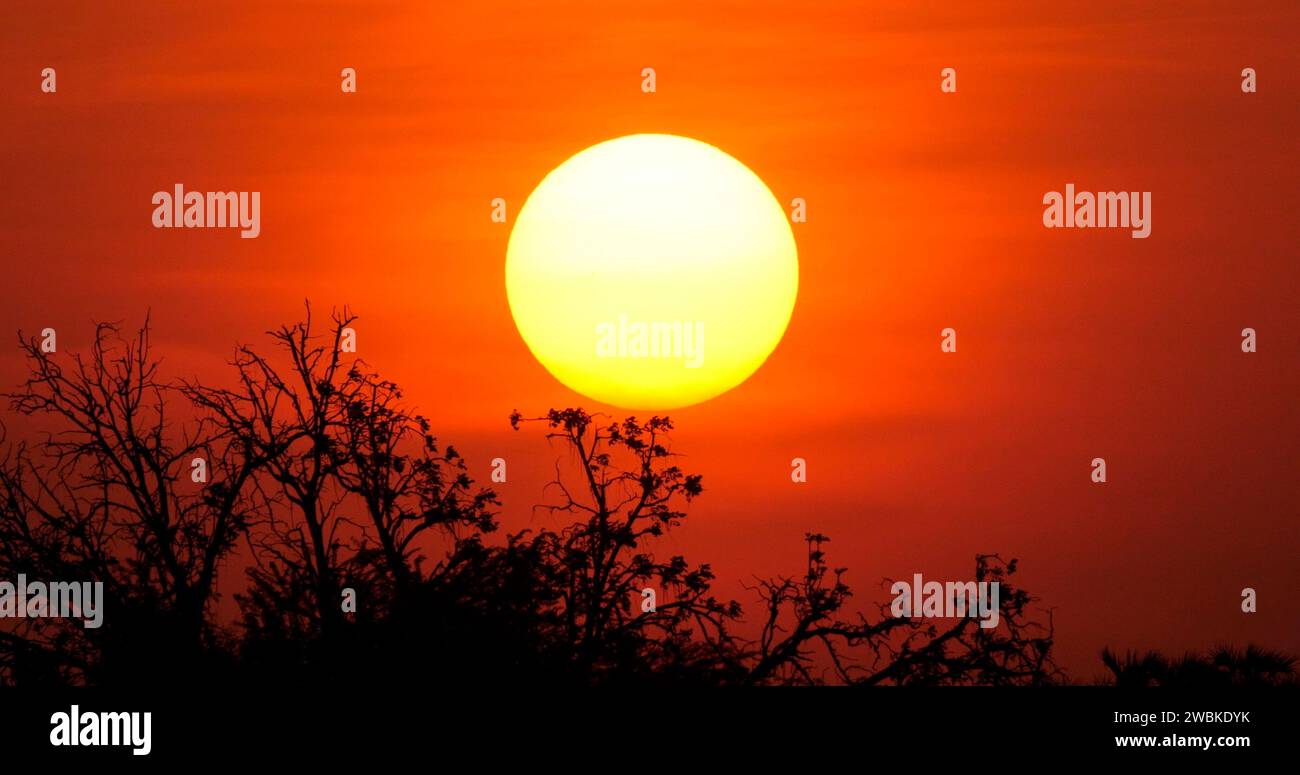 Coucher de soleil sur Savannah, Masai Mara Park au Kenya, Afrique Banque D'Images