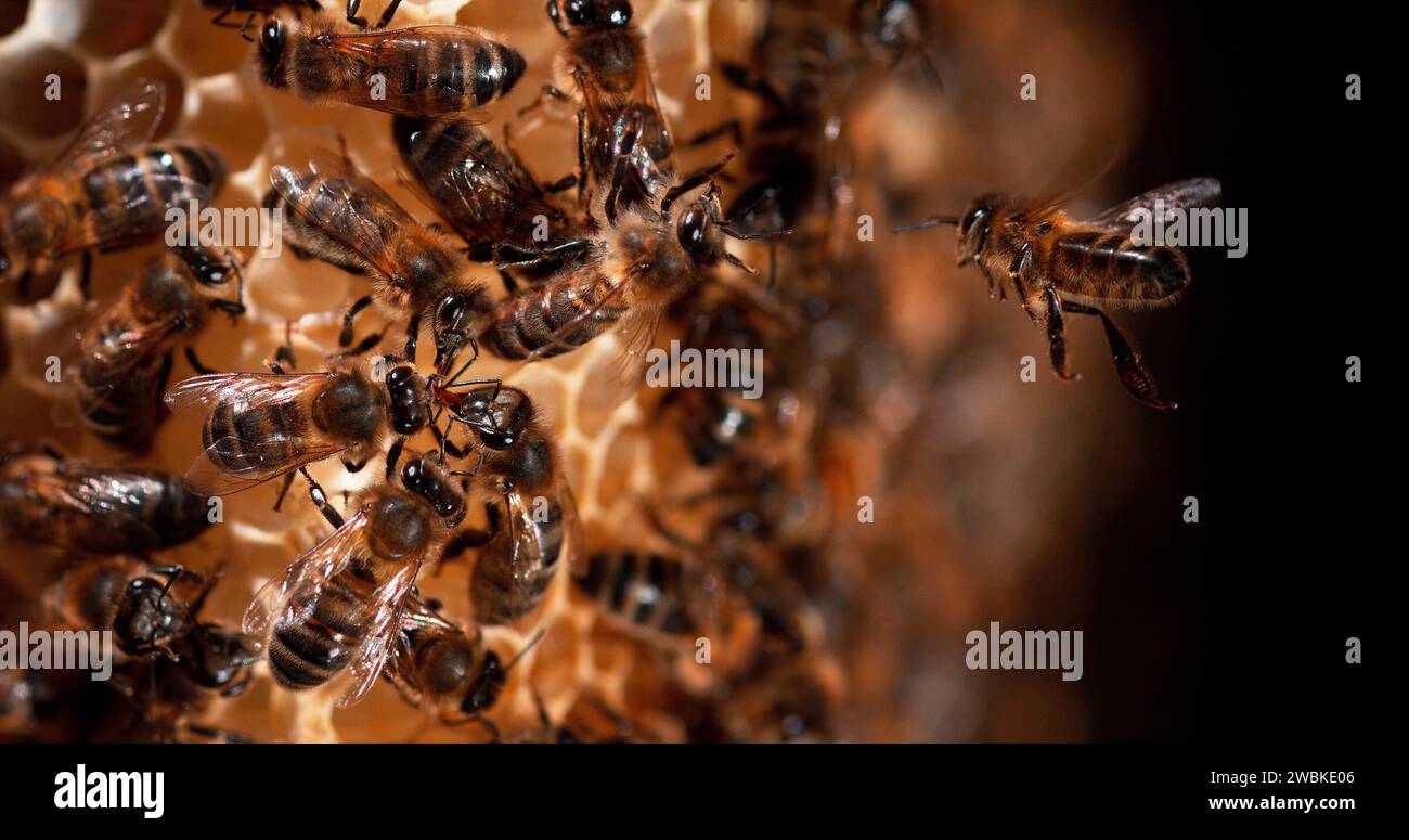 Abeille européenne, apis mellifera, abeilles noires sur un rayon sauvage, couvée, ruche d'abeilles en Normandie Banque D'Images