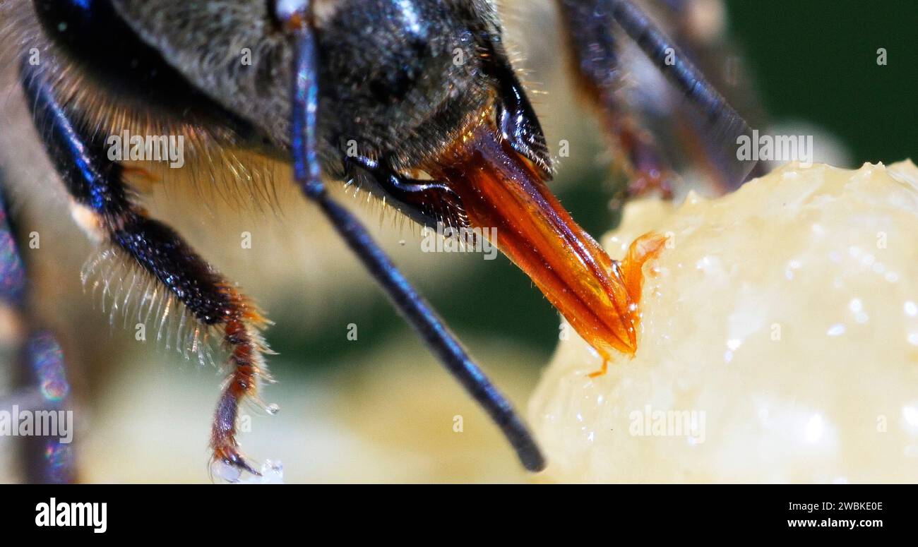 Abeille européenne, apis mellifera, abeille noire léchant miel, gros plan de la bouche, ruche en Normandie Banque D'Images