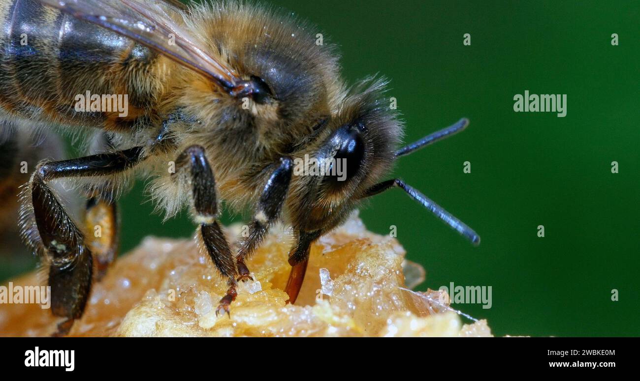 Abeille européenne, apis mellifera, abeille noire léchant miel, ruche en Normandie Banque D'Images