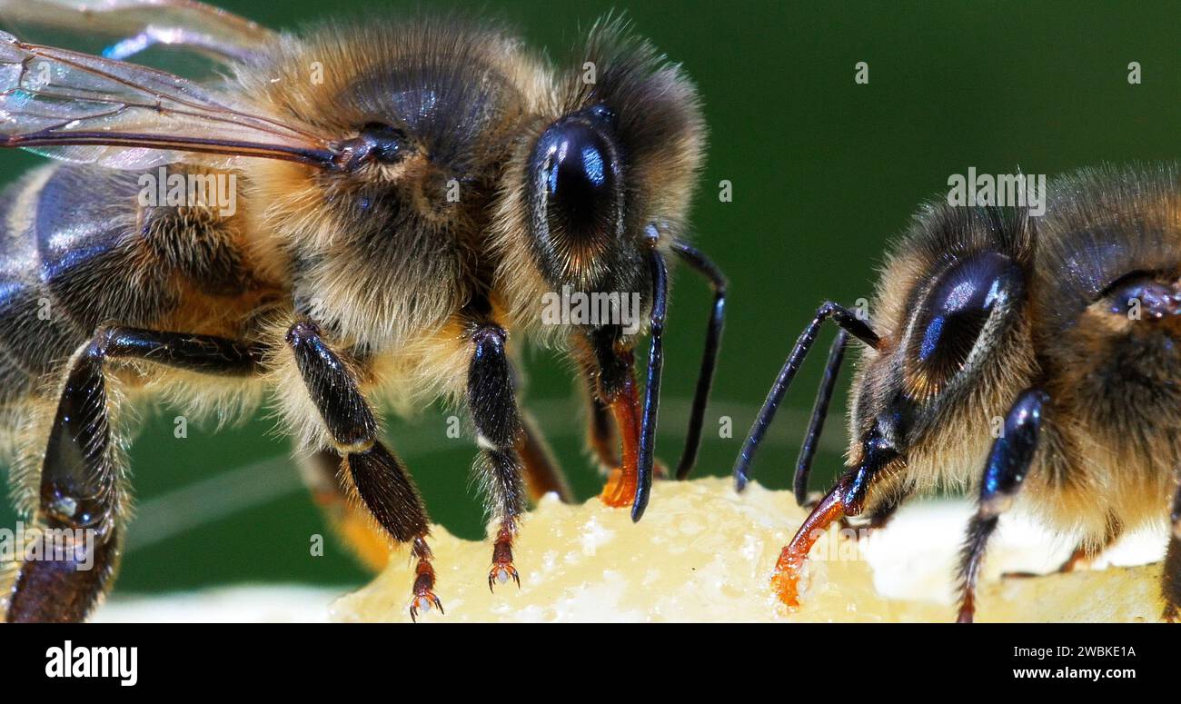 Abeilles européennes, apis mellifera, abeille noire léchant miel, ruche en Normandie Banque D'Images