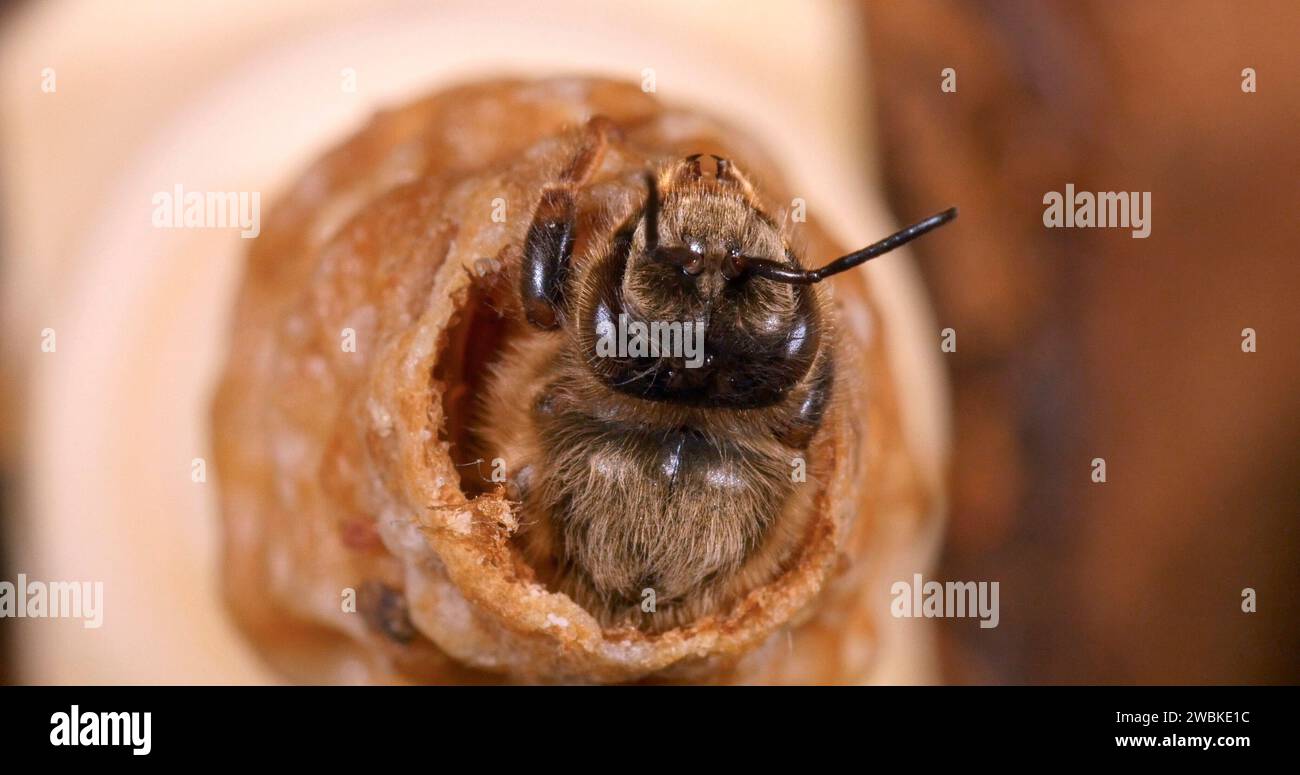 Abeille européenne, apis mellifera, émergence d'une reine, ruche d'abeille en Normandie Banque D'Images