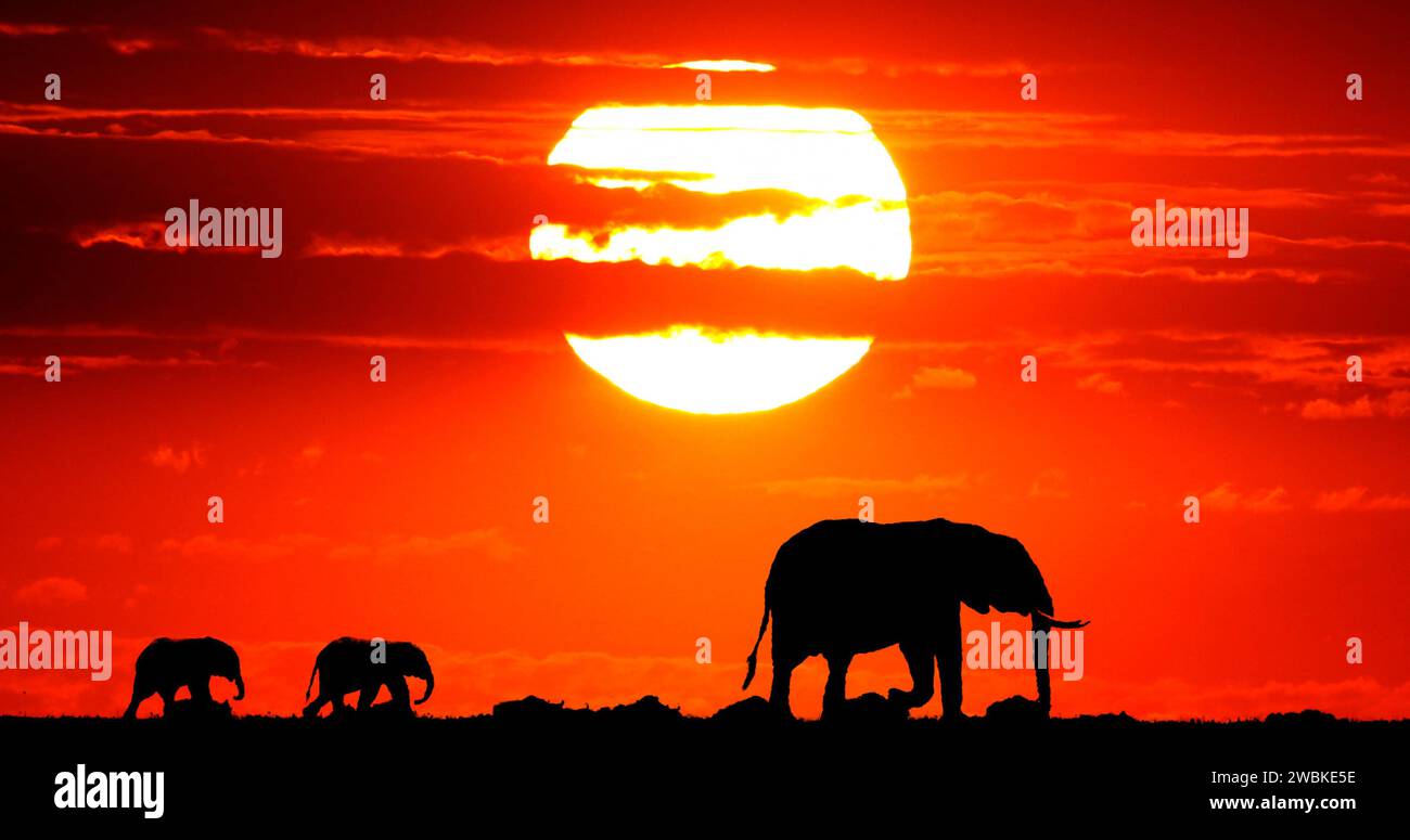 Éléphants d'Afrique, loxodonta africana au coucher du soleil, Masai Mara Park au Kenya Banque D'Images