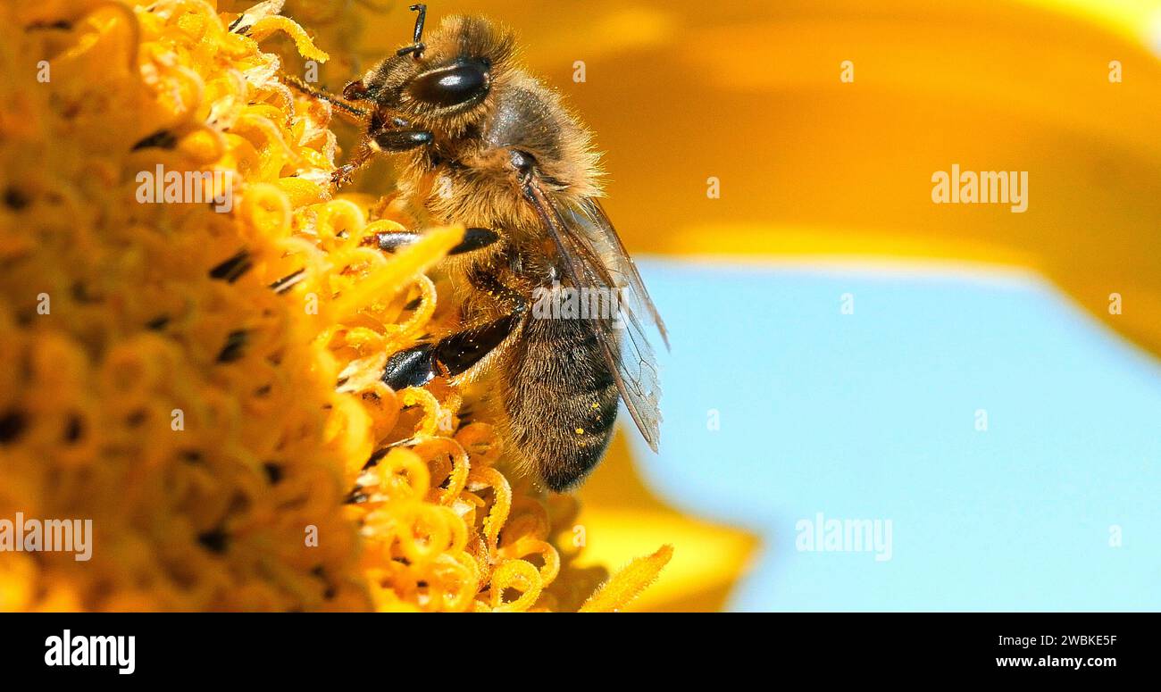 Honey Bee, apis mellifera, recherche de tournesol adulte, acte de pollinisation, ruche abeille en Normandie, France Banque D'Images