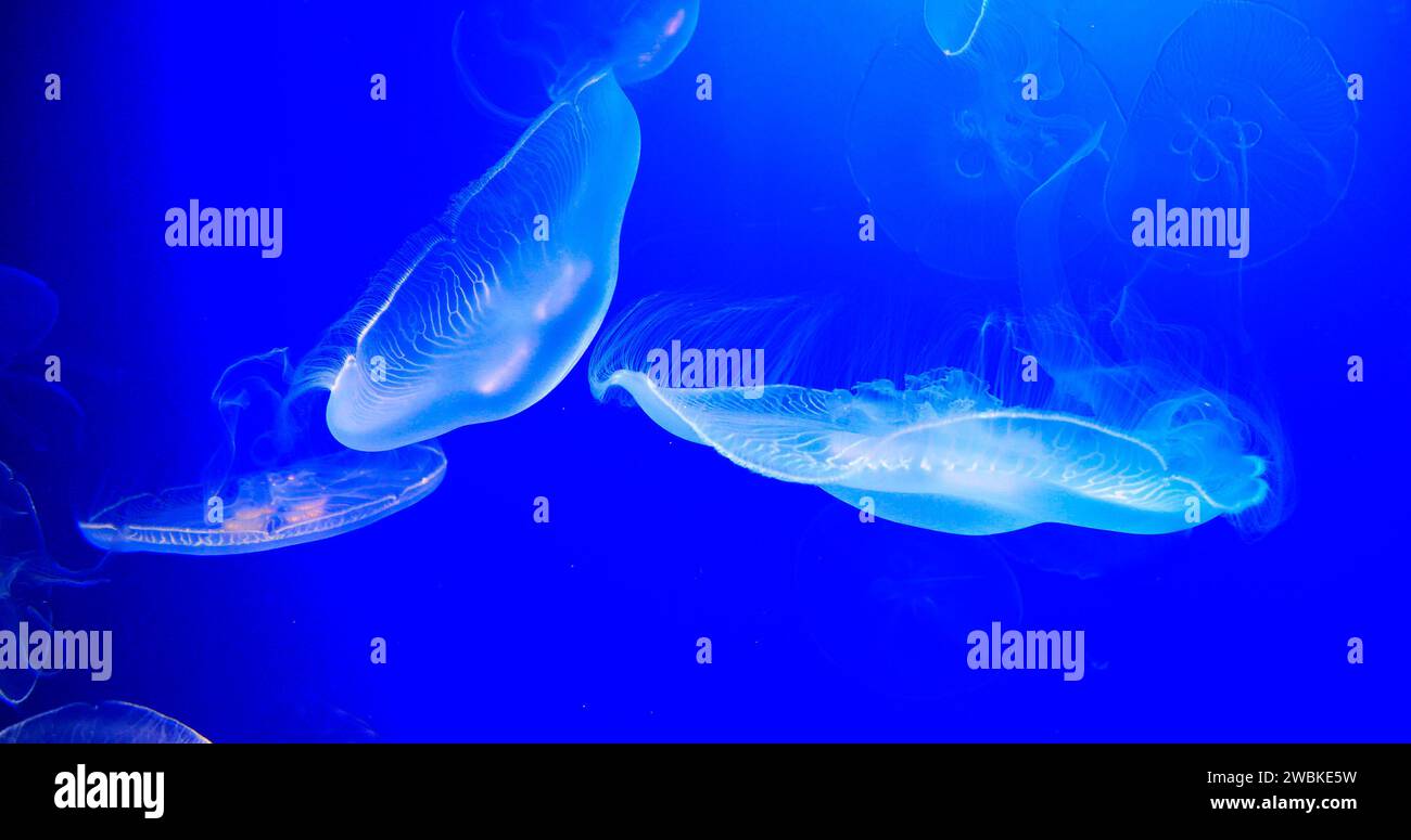Méduse commune ou méduse lunaire, urelia aurita, natation de groupe Banque D'Images