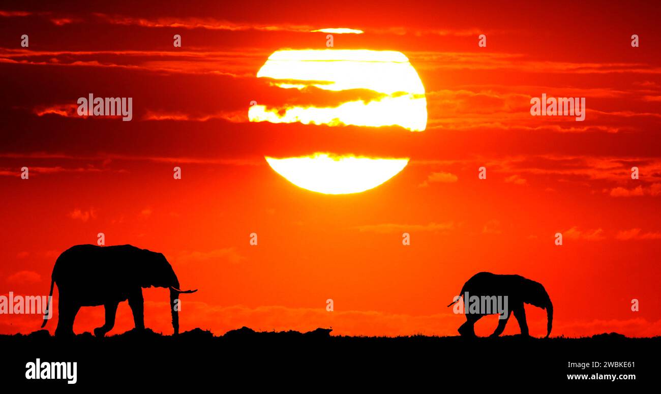 Éléphants d'Afrique, loxodonta africana au coucher du soleil, Masai Mara Park au Kenya Banque D'Images