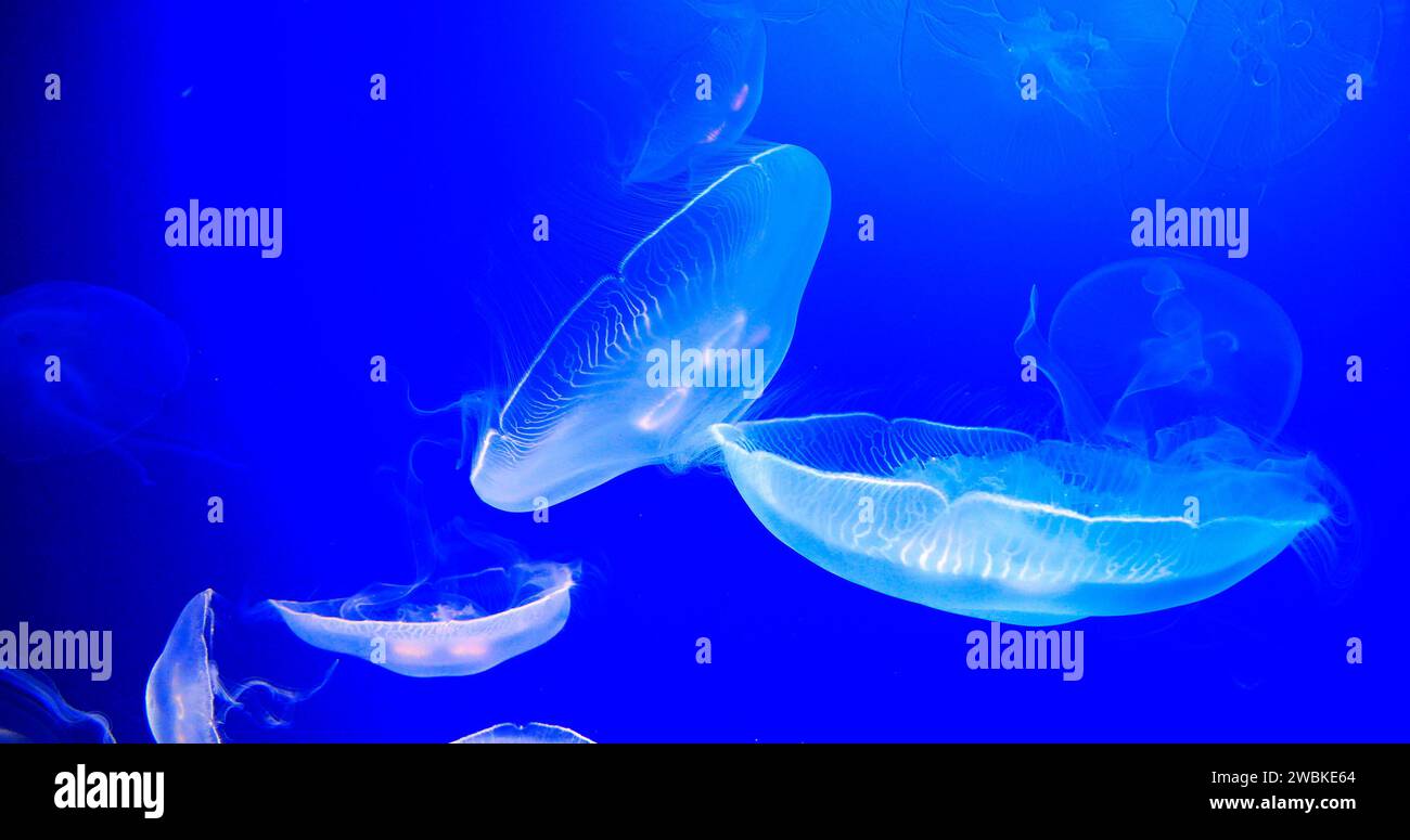 Méduse commune ou méduse lunaire, urelia aurita, natation de groupe Banque D'Images