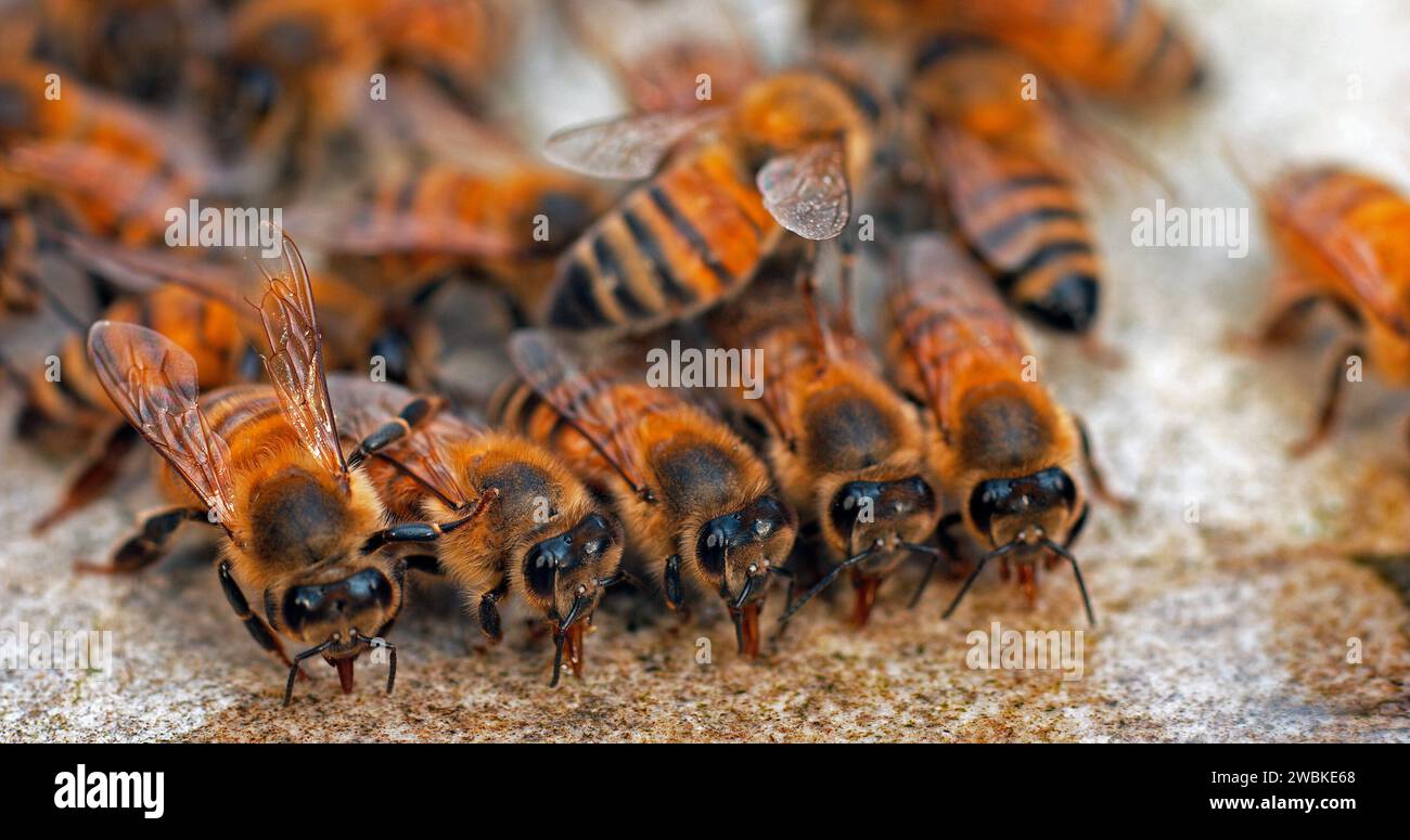 Abeille européenne, apis mellifera, abeilles buvant de l'eau sur une pierre, Normandie Banque D'Images