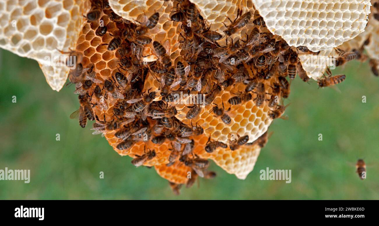 Abeille européenne, apis mellifera, abeilles noires sur un rayon sauvage, Alveolus rempli de miel, ruche d'abeille en Normandie Banque D'Images