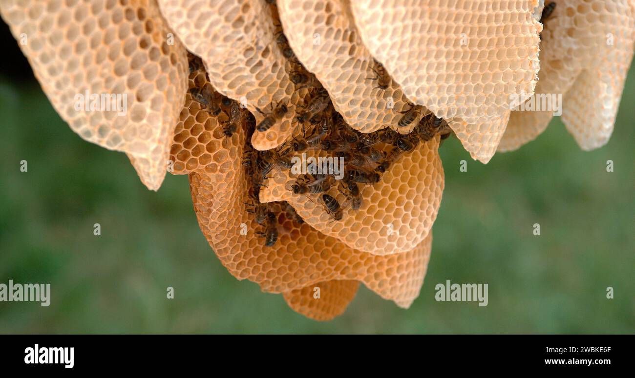 Abeille européenne, apis mellifera, abeilles noires sur un rayon sauvage, Alveolus rempli de miel, ruche d'abeille en Normandie Banque D'Images