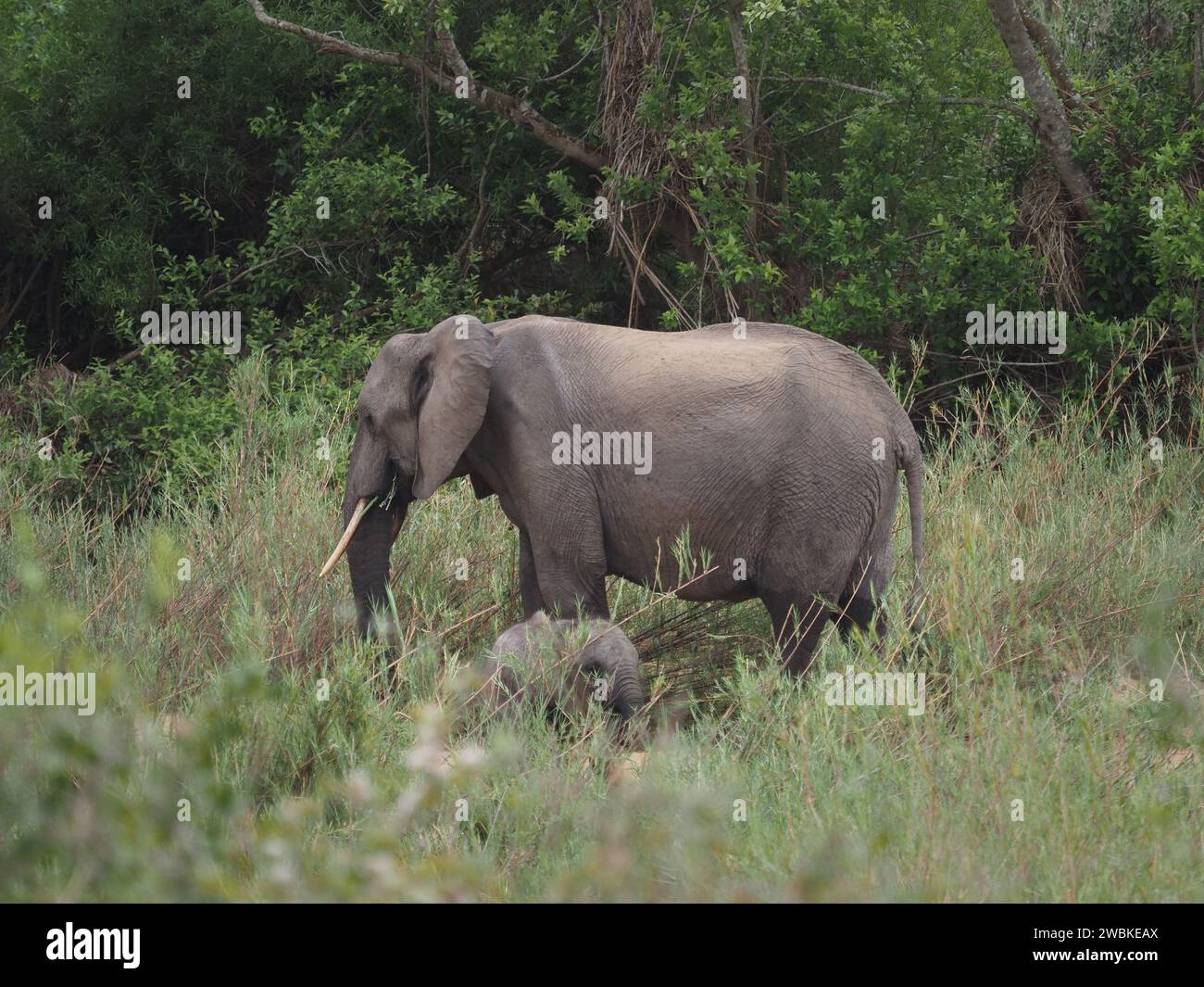 Mère éléphante africaine (loxodonta africana) avec jeune veau, parc national Kruger, Mpumalanga, Afrique du Sud Banque D'Images