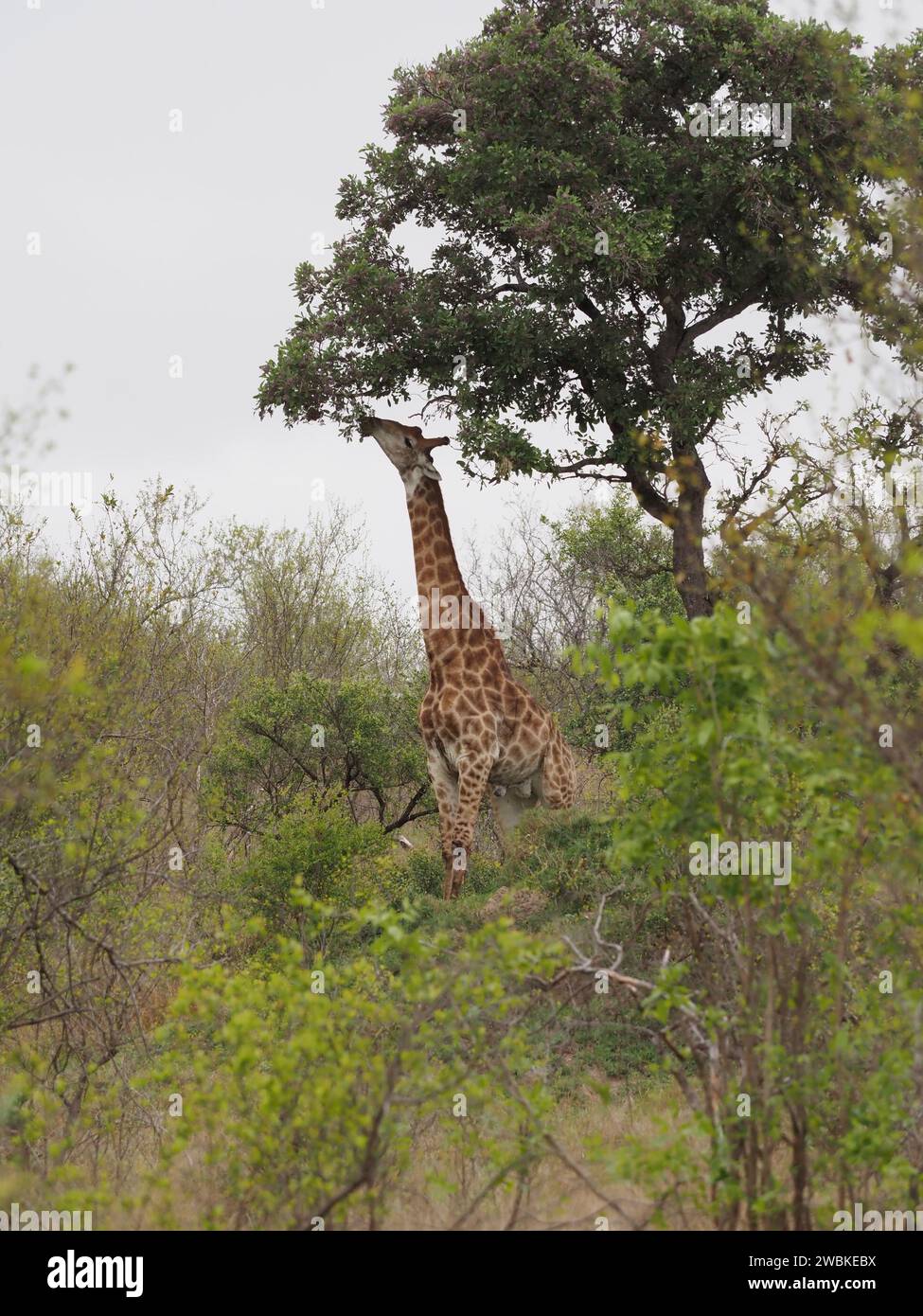 Grande girafe mangeant les feuilles d'un grand arbre dans le parc national Kruger près de Skukuza, Mpumalanga, Afrique du Sud Banque D'Images