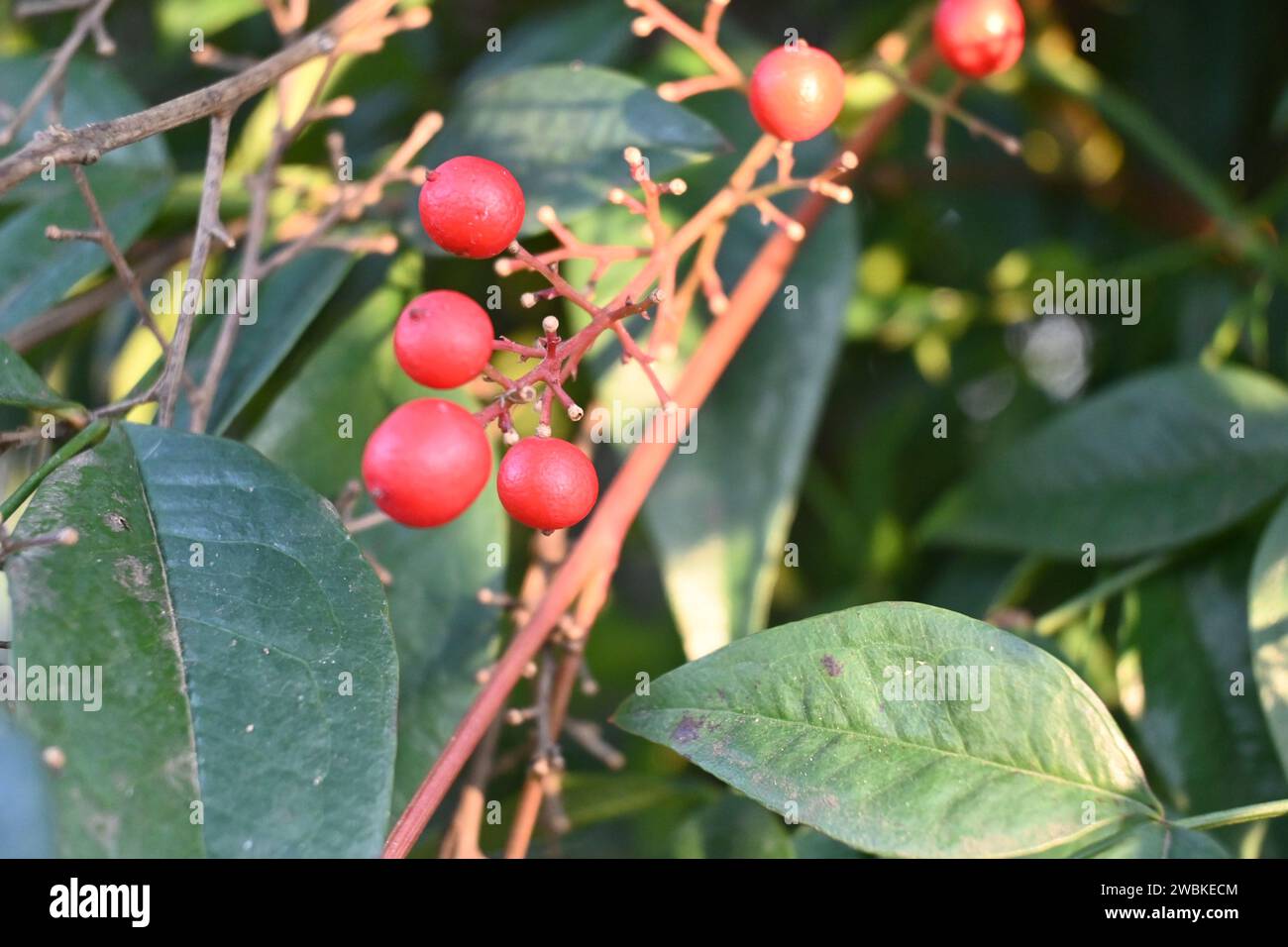 Fruits rouges Banque D'Images