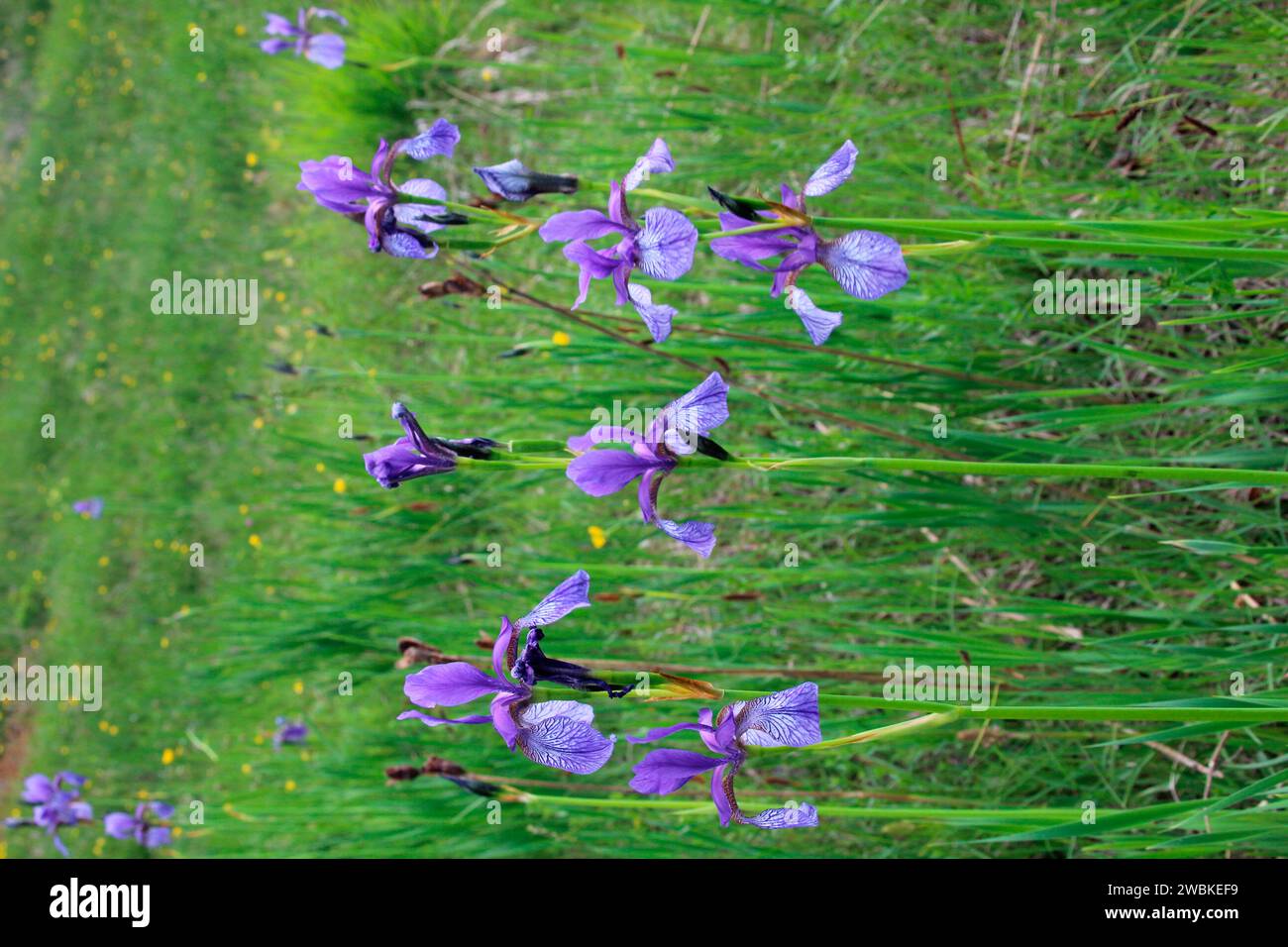 Iris sibirica, iris sibirica, iris poussant au bord d'une prairie humide, Alpenwelt Karwendel, Mittenwald, Allemagne, Bavière, haute-Bavière Banque D'Images