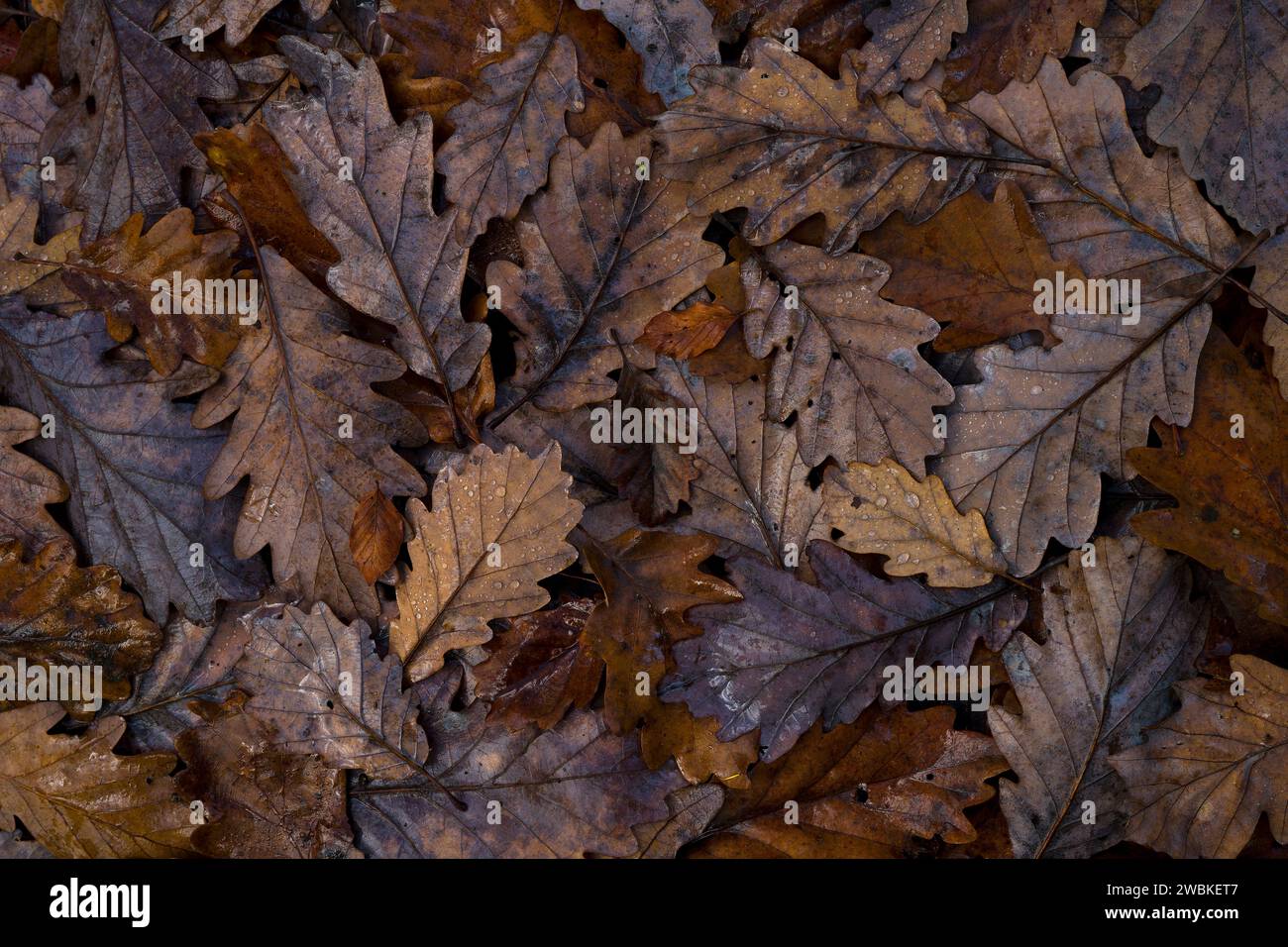 Feuilles de chêne dans différentes nuances de brun couché sur le sol de la forêt, vue de dessus, Allemagne Banque D'Images