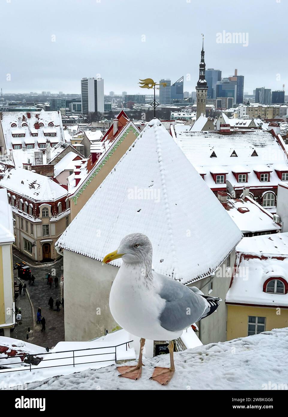 Tallinn, Estonie - vue sur la ville, mouette en face de la vieille ville en hiver avec de la neige. Banque D'Images