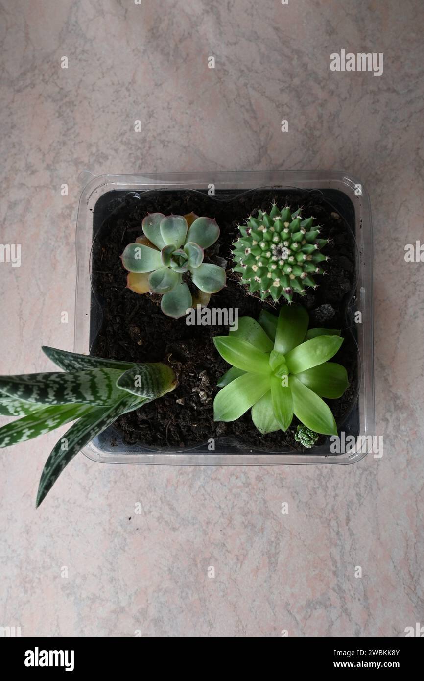 Les plantes succulentes Banque D'Images