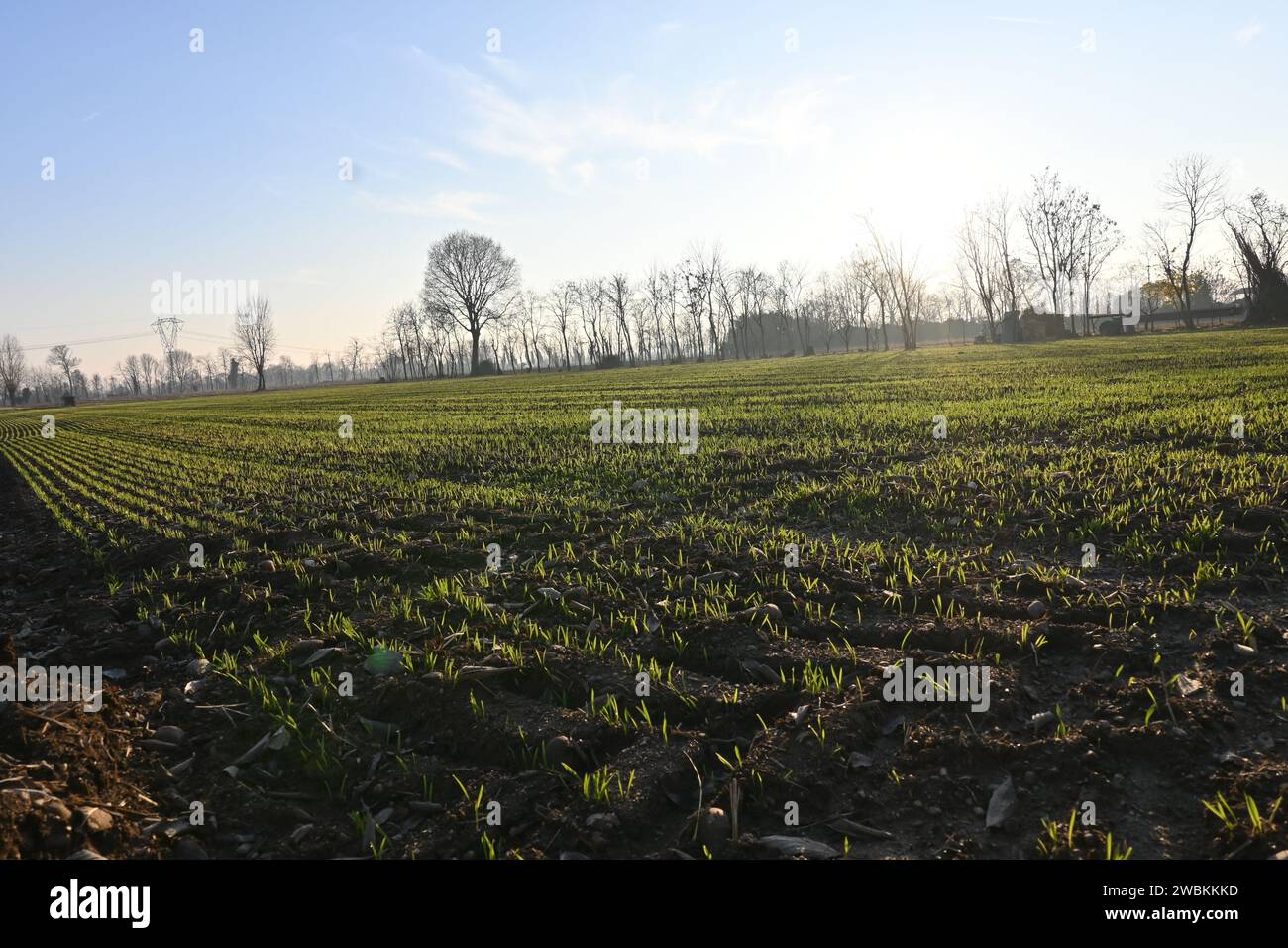 Agriculture Banque D'Images