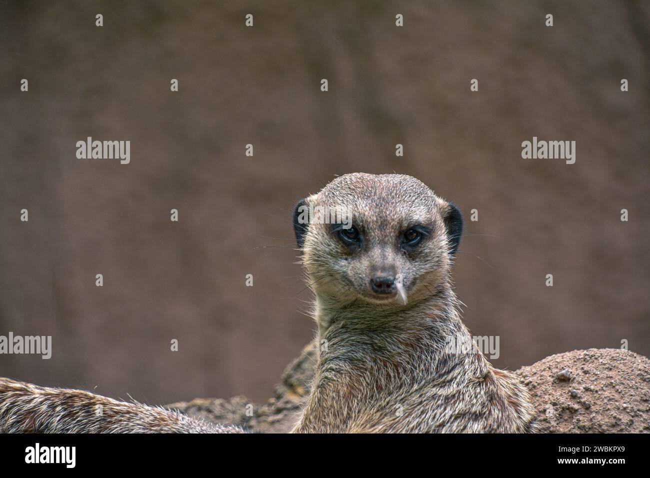 Un gros plan d'un adorable Meerkat avec une expression curieuse Banque D'Images