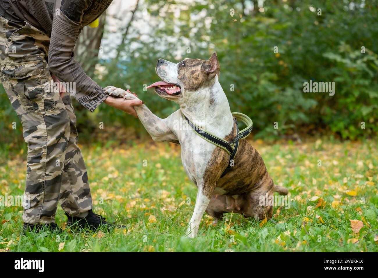 Une séance de formation à l'obéissance ciblée avec un Staffordshire Terrier dans un parc. Le chien est formé par son propriétaire avec un jouet dans un jeu et Banque D'Images