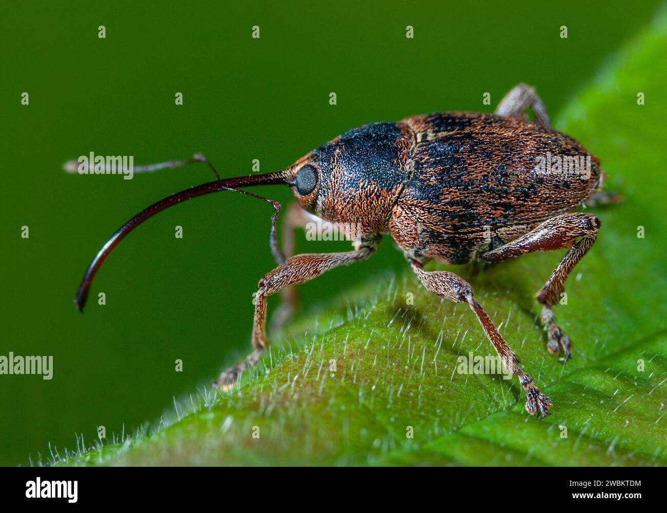 Nußschädling Haselnussbohrer Curculio nucum, Haselnussschädling Haselnussbohrer, nuisible aux noisettes agrile aux noisettes Curculio nucum, nuisible aux noisettes Banque D'Images