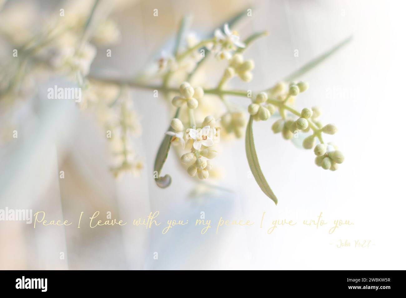 Gros plan d'une branche d'olivier en fleurs avec des bourgeons et des fleurs, et une citation biblique sur la paix. Banque D'Images