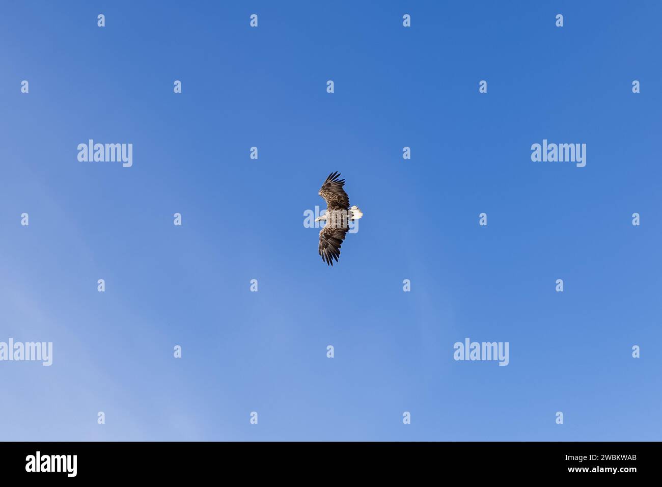 Le majestueux aigle à queue blanche glisse avec des ailes déployées, une figure solitaire contre le bleu serein des Lofoten Banque D'Images