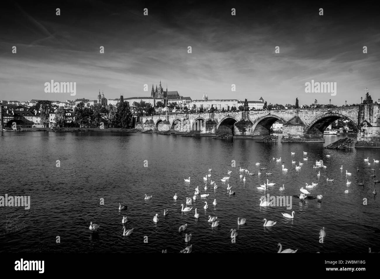 La photo en noir et blanc de cygnes sur la rivière Vltava en face du vieux pont Charles (Karluv Most), avec panorama de Prague, République tchèque. Banque D'Images