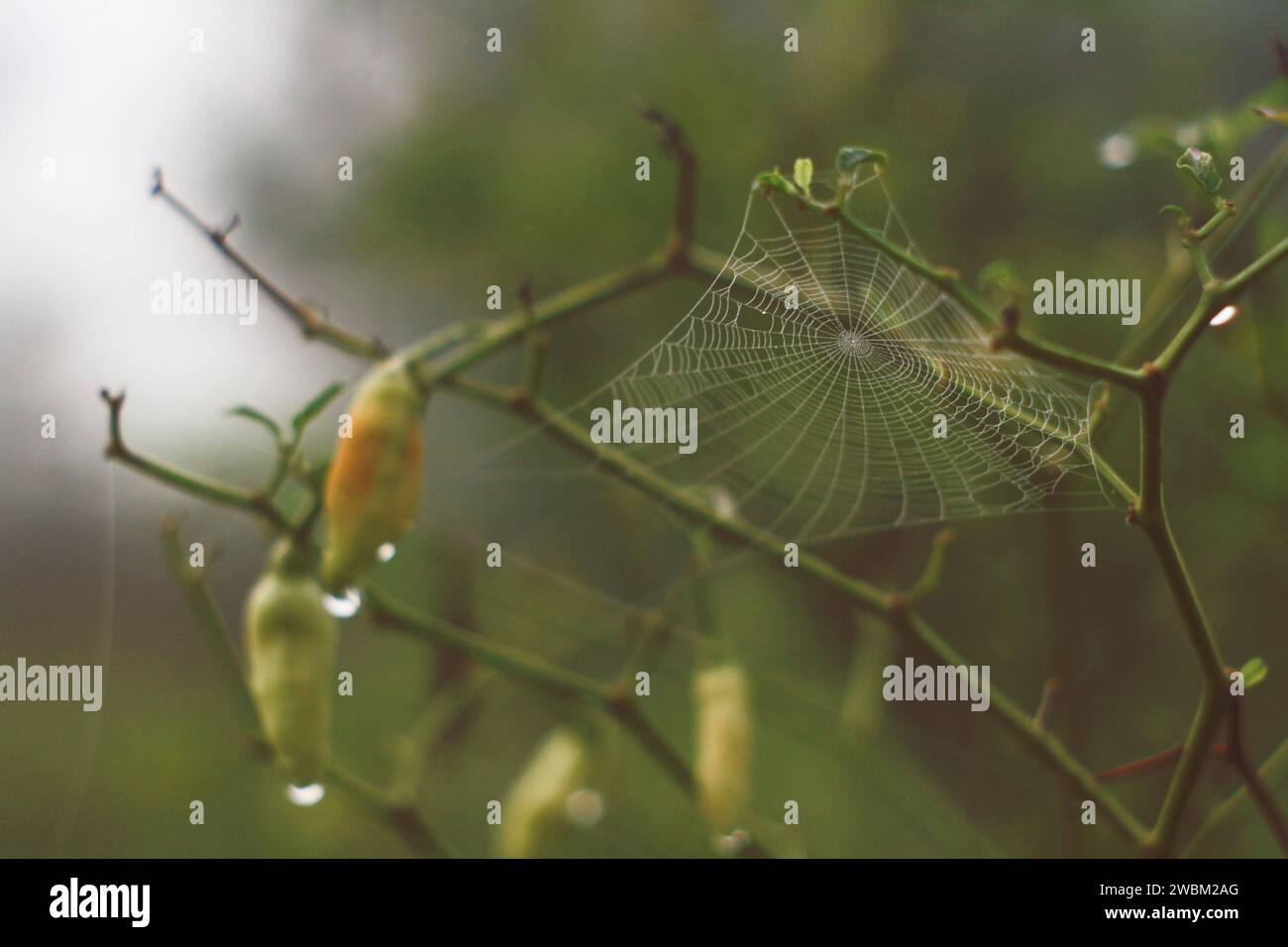 Spider web avec de l'eau gouttes Banque D'Images