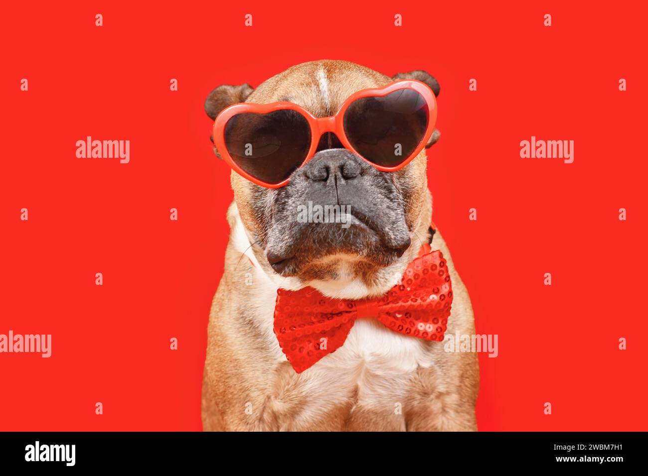 Cool chien Bulldog français portant des lunettes de Saint-Valentin en forme de coeur et noeud papillon sur fond rouge Banque D'Images